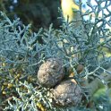 Cupressus arizonica 'Glauca' cone